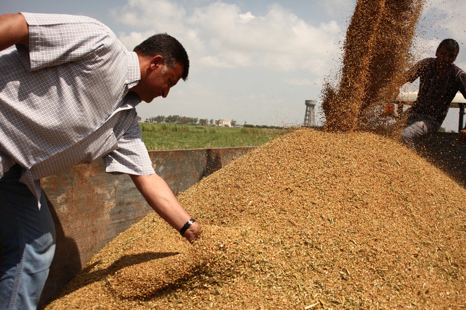 Çiftçilerin buğday alımları için istediği fiyat belli oldu! İşte en yüksek buğdayın kilogram fiyatı