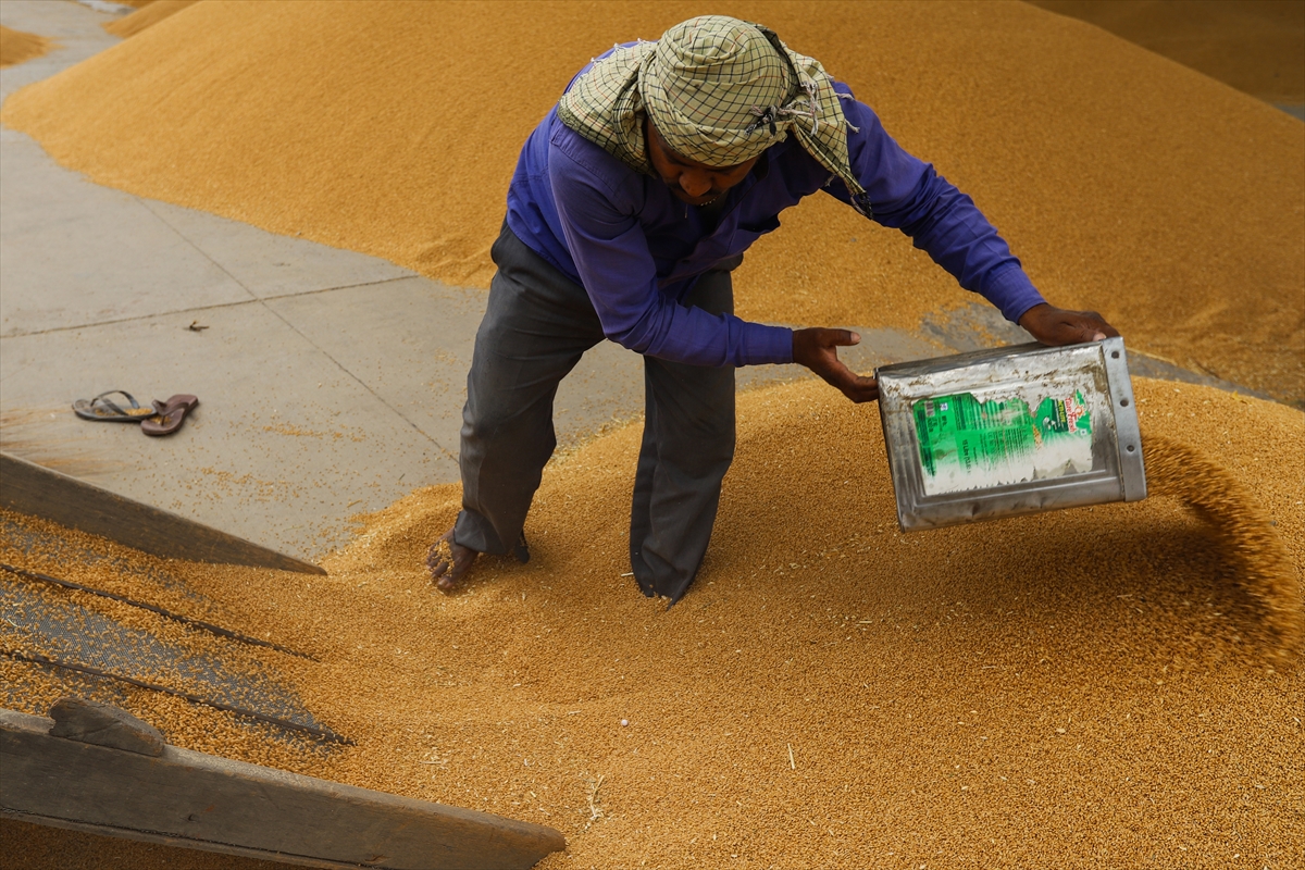 Buğday fiyatlarıyla ilgili sürpriz gelişme! TMO nun çiftçiye vereceği alım fiyatlarını eski müdür açıkladı