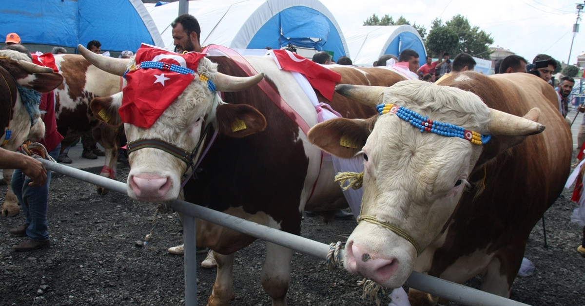 Büyükbaş ve küçükbaş hayvanlarda 2022 kurbanlık fiyatları açıklandı! En ucuz kurbanlıklar kaç lira oldu?