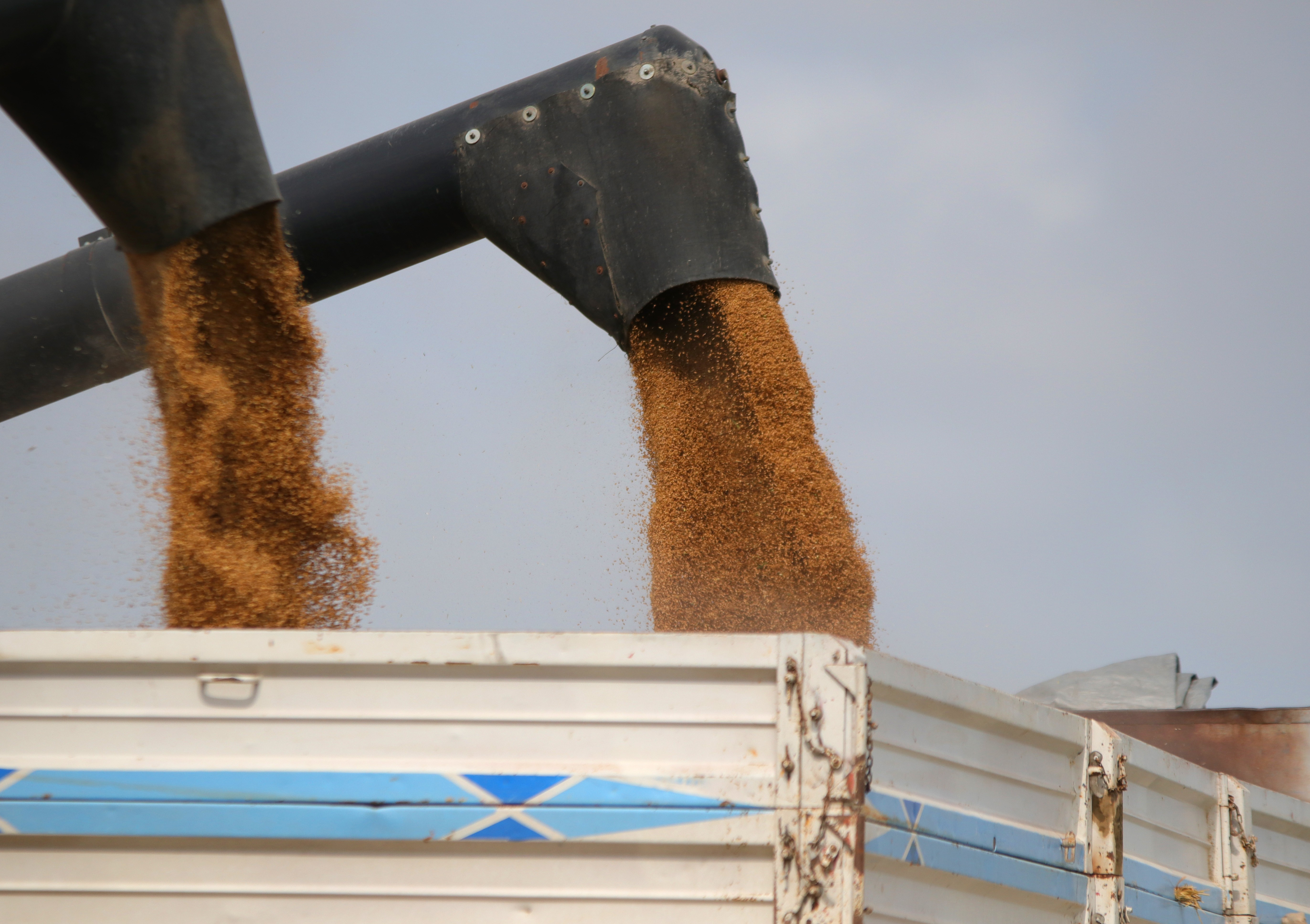 Türkiye de buğday alım fiyatı beklenirken hükümetten son dakika sürpriz ihracat hamlesi! Düğmeye basıldı!