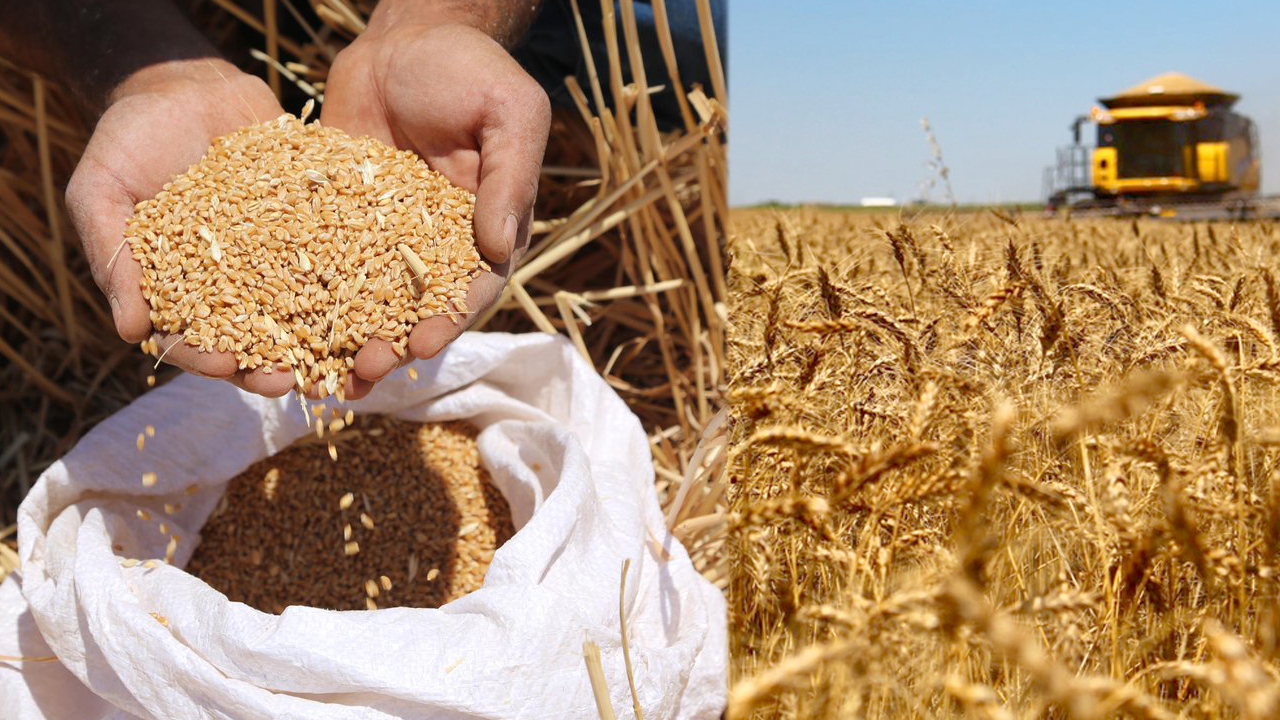 Buğday fiyatına zam hesabı açıklandı! TMO nun vereceği rakam değişti