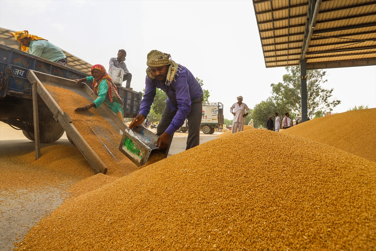 Buğday da korkulan oldu: Hastalık çıktı! Tarım ve Orman Bakanlığı ndan flaş açıklama