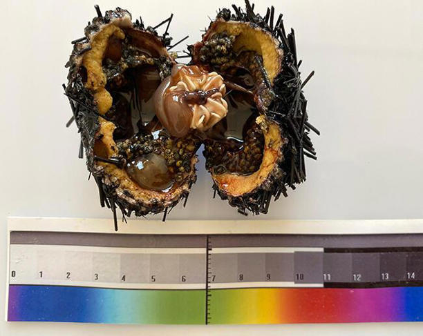 1,5 TON ‘ZEHİRLİ’ DENİZ KESTANESİ İTALYA YOLCUSU!