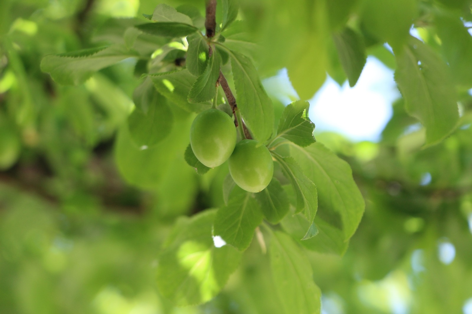 Eriğin fiyatı ağızları açık bıraktı! Sanki gram altınla yarışıyor! İşte 25 Mart 2023 fiyat listesi