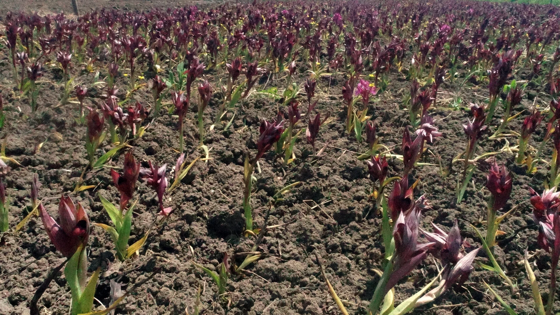 Topraktan çıkan altın; kilosu 2 bin TL den satılıyor