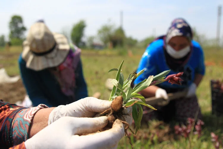 Topraktan çıkan altın; kilosu 2 bin TL den satılıyor