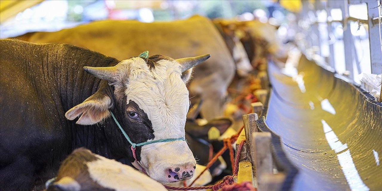 Kurbanlıklar İstanbul’a gelmeye başladı: Fiyatları 50 ila 150 bin lira arasında değişiyor