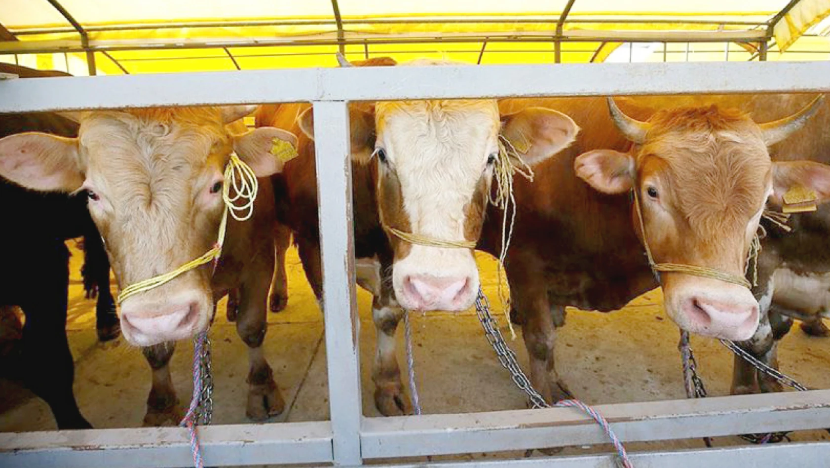 Kurbanlıklar İstanbul’a gelmeye başladı: Fiyatları 50 ila 150 bin lira arasında değişiyor