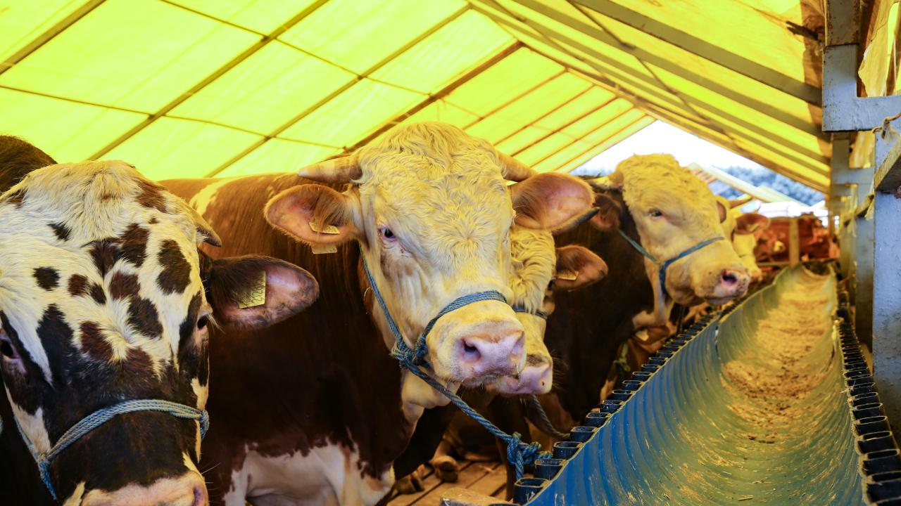 Kurban pazarında büyük hareketlilik: Son günü bekleyenler yandı