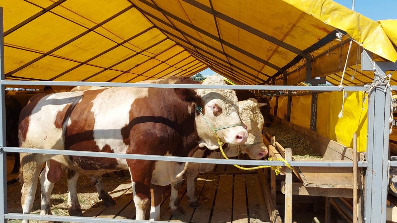 Kurban pazarında büyük hareketlilik: Son günü bekleyenler yandı