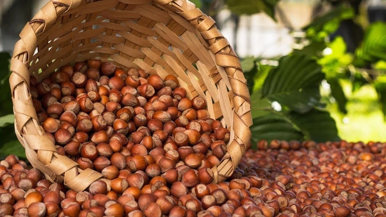 2023 yılı Türkiye nin tahmini fındık rekoltesi: 717 bin 931 ton