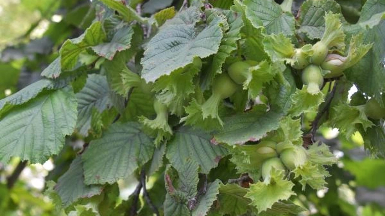 2023 yılı Türkiye nin tahmini fındık rekoltesi: 717 bin 931 ton